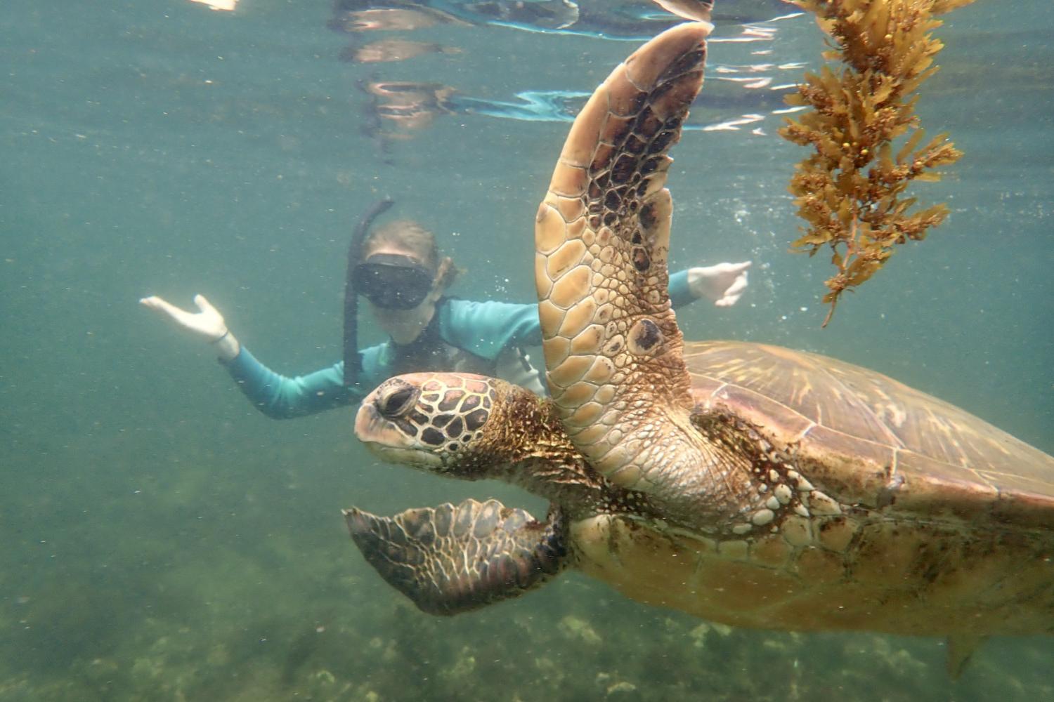 一名<a href='http://3.uc800hr.com'>bv伟德ios下载</a>学生在Galápagos群岛游学途中与一只巨龟游泳.
